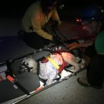 At the road, Bella waits to be unstrapped so she can go to the emergency vet with her family. Night time photo of dog in a litter.