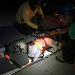 At the road, Bella waits to be unstrapped so she can go to the emergency vet with her family. Night time photo of dog in a litter.