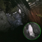 A bird's eye view of a dog huddled at the base of a cliff. An inset shows the dog looking up at the photographer.
