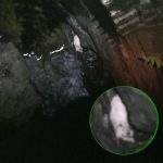 A bird's eye view of a dog huddled at the base of a cliff. An inset shows the dog looking up at the photographer.