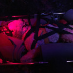 Bella is ready for transport to the road. Night time photo of dog in a litter.