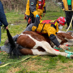 A team member lays on Buster to remove the hobbles. A team member lays on Buster to remove the hobbles.