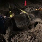 Mule Needing Help Out of Mud Mule Needing Help Out of Mud