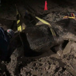 Mule Needing Help Out of Mud Mule Needing Help Out of Mud