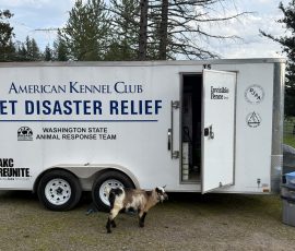 AKC Trailer with goat